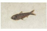Fossil Fish (Knightia) - Green River Formation #189615-1